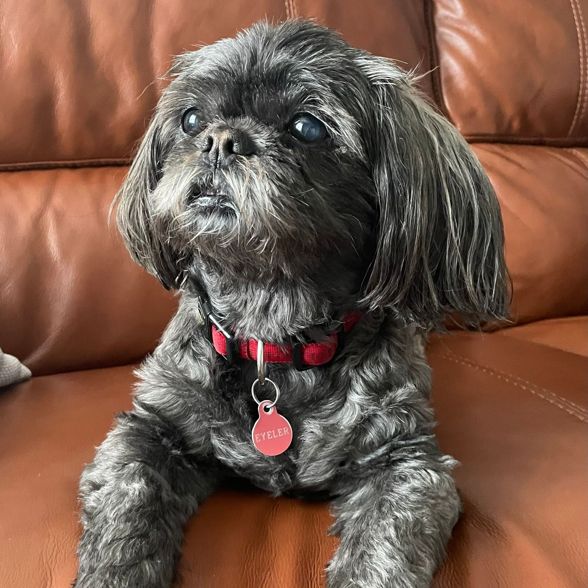 Black Shih Tzu dog with red collar, sitting on a brown leather couch, looking up.