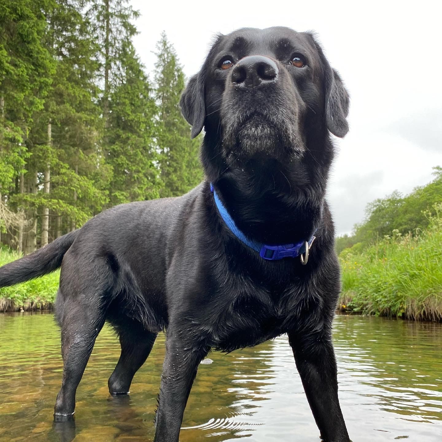 Black Labrador in a shallow stream, looking up, wearing a blue collar; trees in background.