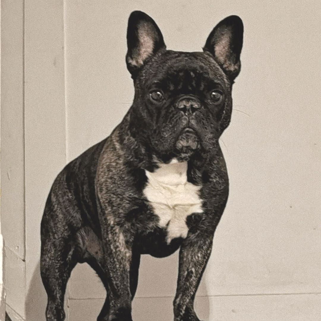 French bulldog with black brindle coat and white chest, standing near a white wall.