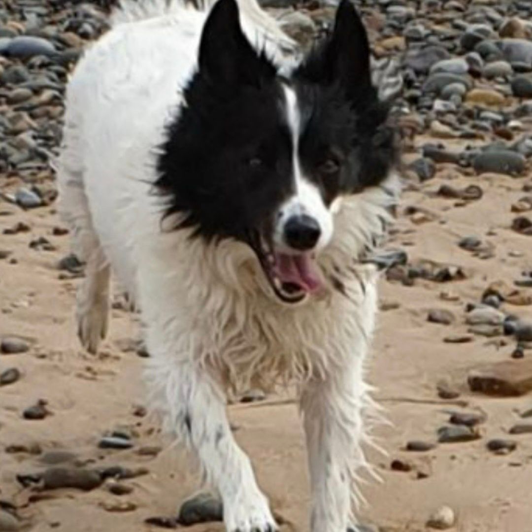 Black and white dog running on a sandy beach, mouth open.