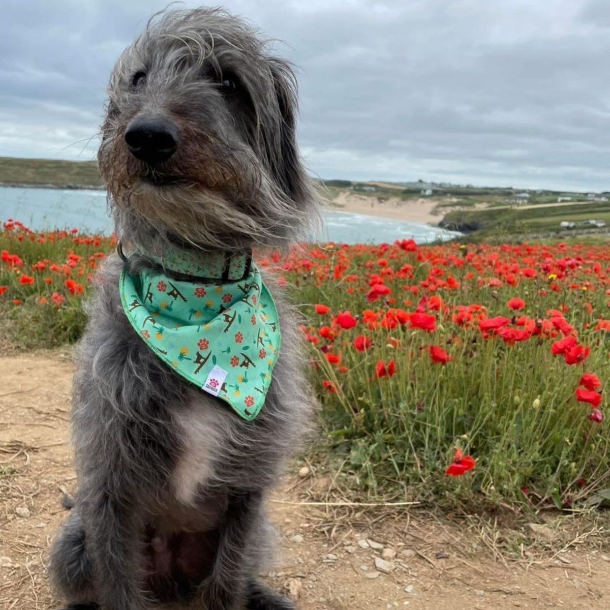 Grey dog wearing a teal bandana in a field of red poppies with a beach in the background.