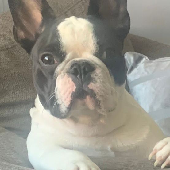 Boston Terrier dog, black and white fur, looking at camera.