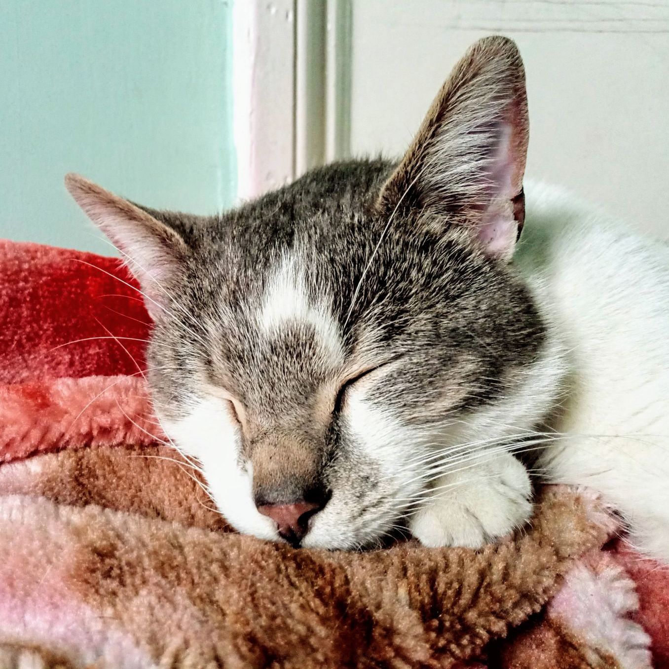 Sleeping cat with gray and white fur resting on a pink and brown blanket, indoors.
