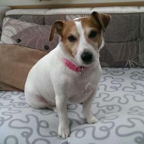 Jack Russell Terrier with white and brown fur wearing a pink collar, sitting on a couch.