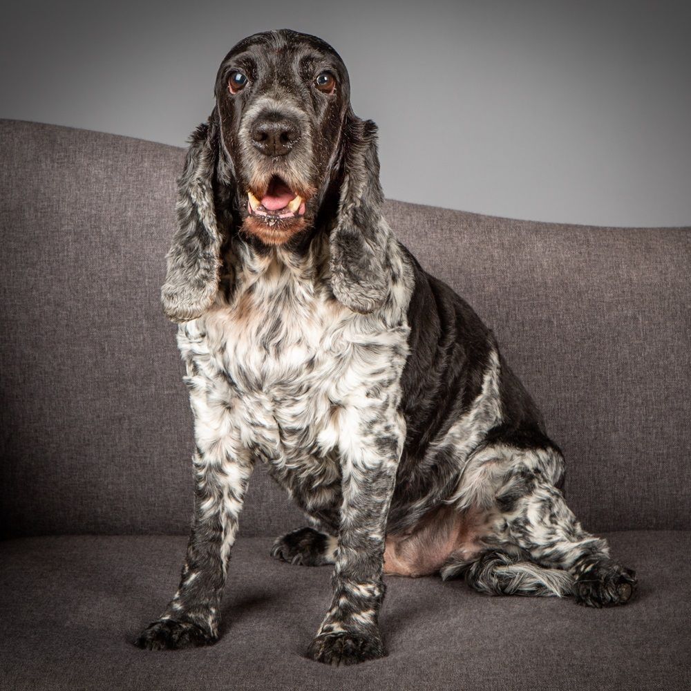 Dog with speckled black and white fur sitting on a gray couch, mouth open.