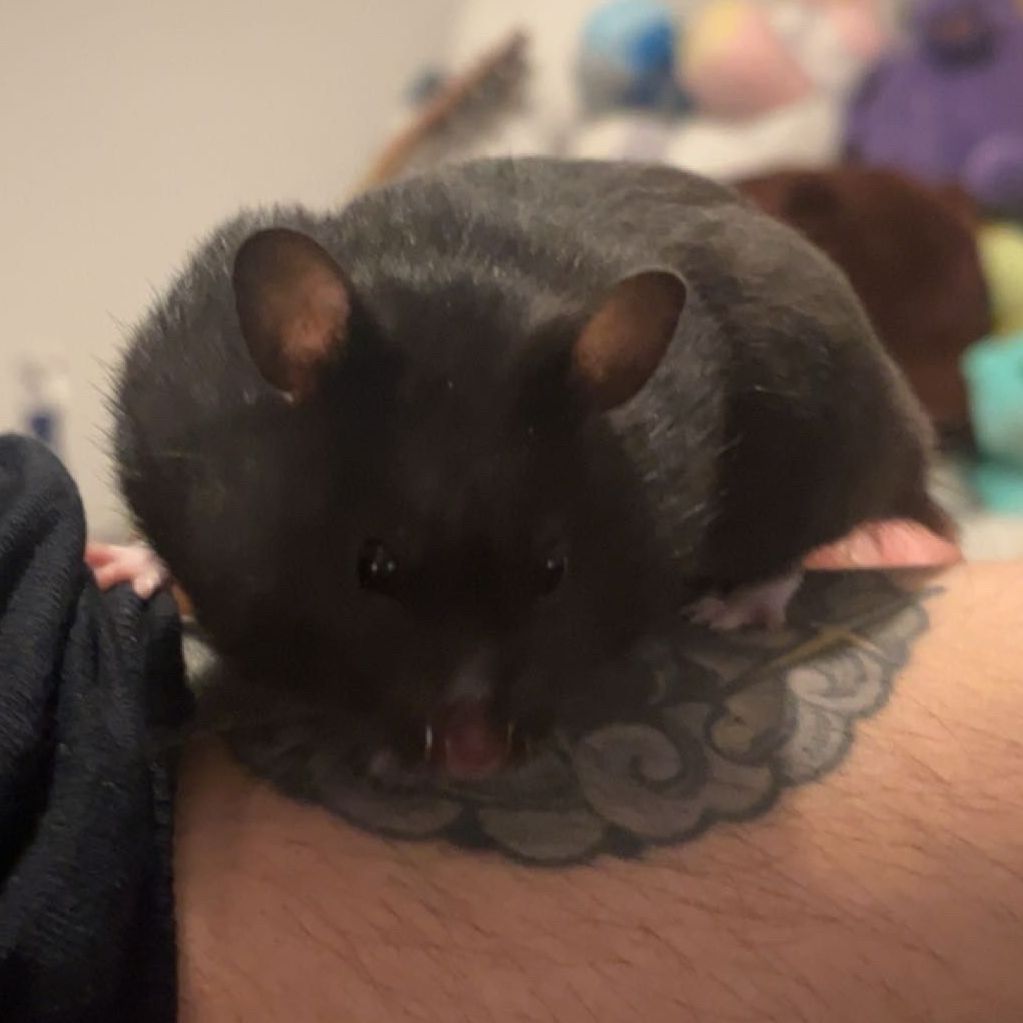 Black rat sitting on a tattooed arm. The rat has small ears, pink paws, and an open mouth.