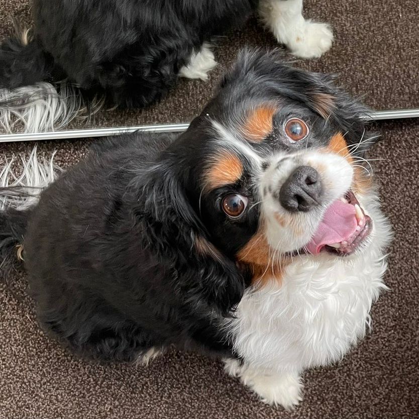 Tricolor Cavalier King Charles Spaniel dog looking up with an open mouth and happy expression.
