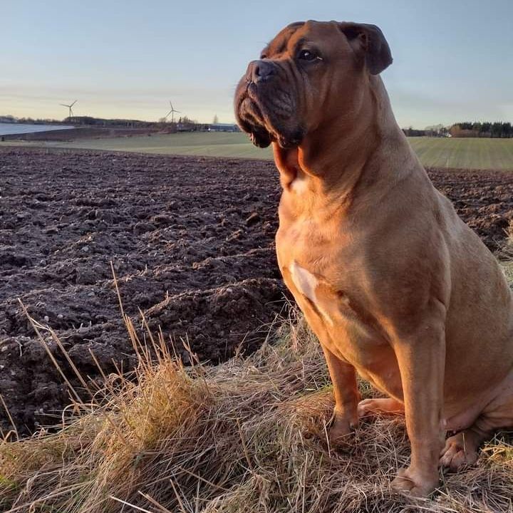 Large, brown dog sitting in a field, looking to the side. Sunlight illuminates the dog.