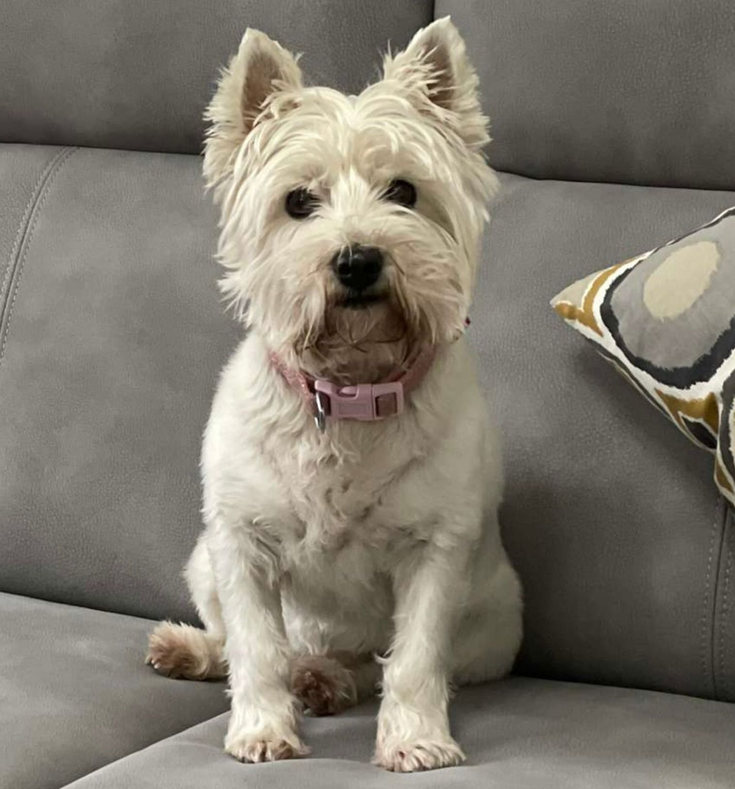 White West Highland Terrier dog sitting on a gray couch, wearing a pink collar.