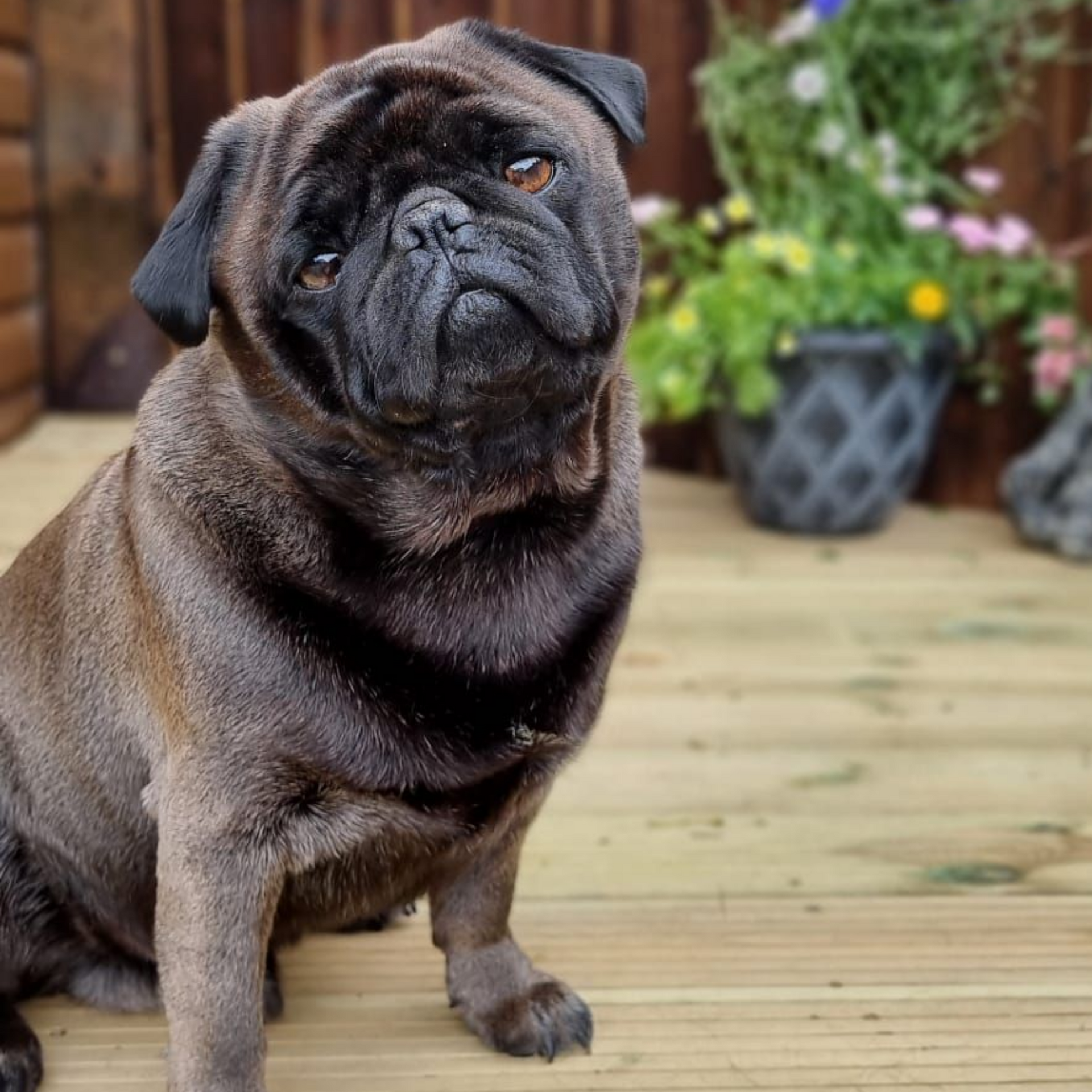 Black pug dog with a tilted head, sitting on a wooden deck, with flowers in the background.