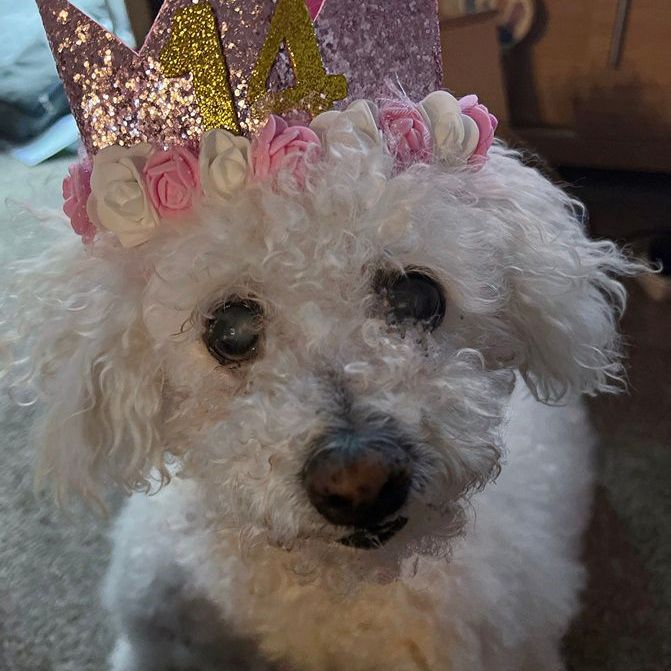 White fluffy dog wearing a pink and gold birthday crown with the number 14.