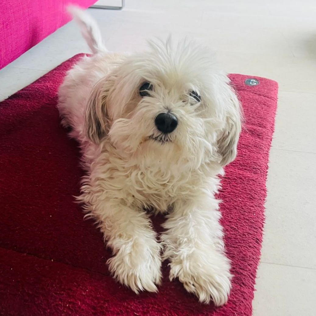White fluffy dog with light brown ears lying on a red mat, looking at the camera.