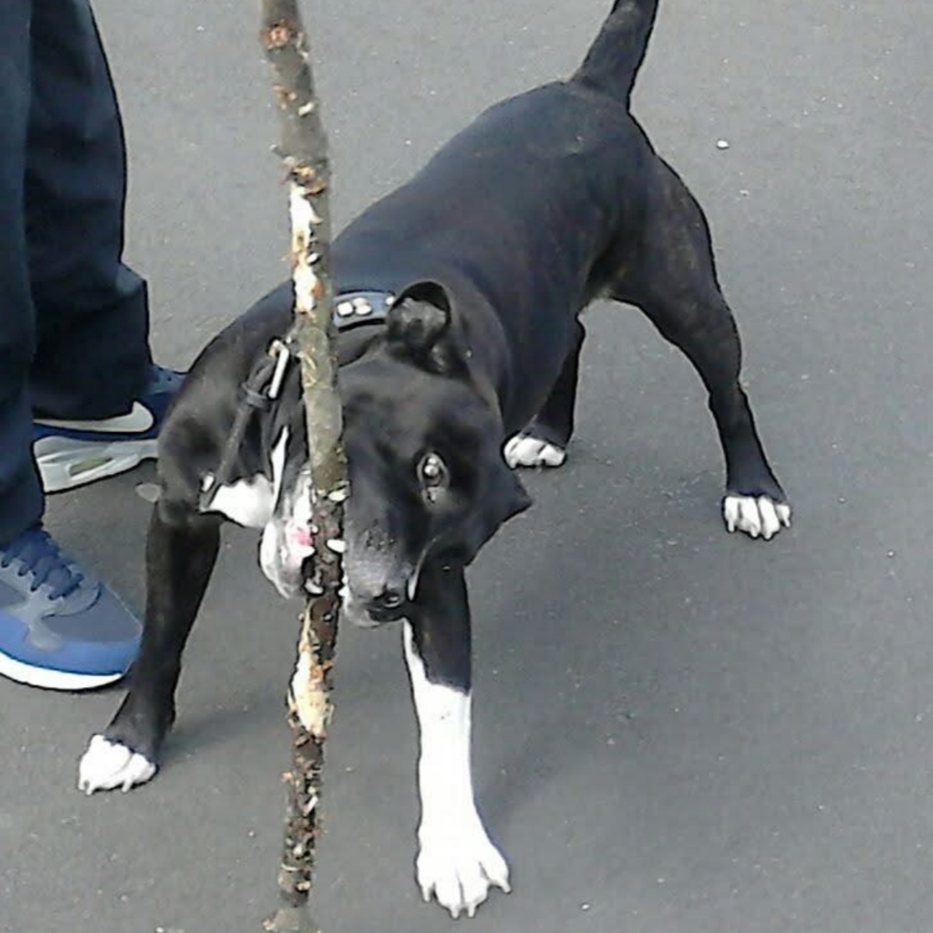 Black and white dog with a stick, on pavement, held by person wearing blue shoes.