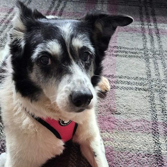 Black and white dog with pink harness looking at the camera, laying on a patterned carpet.
