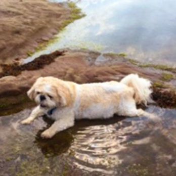 Dog lying in shallow water, cream and white fur, sunny day.