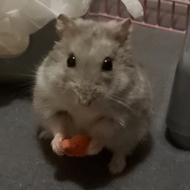 Gray hamster holding an orange carrot, sitting on a dark surface, looking at the viewer.