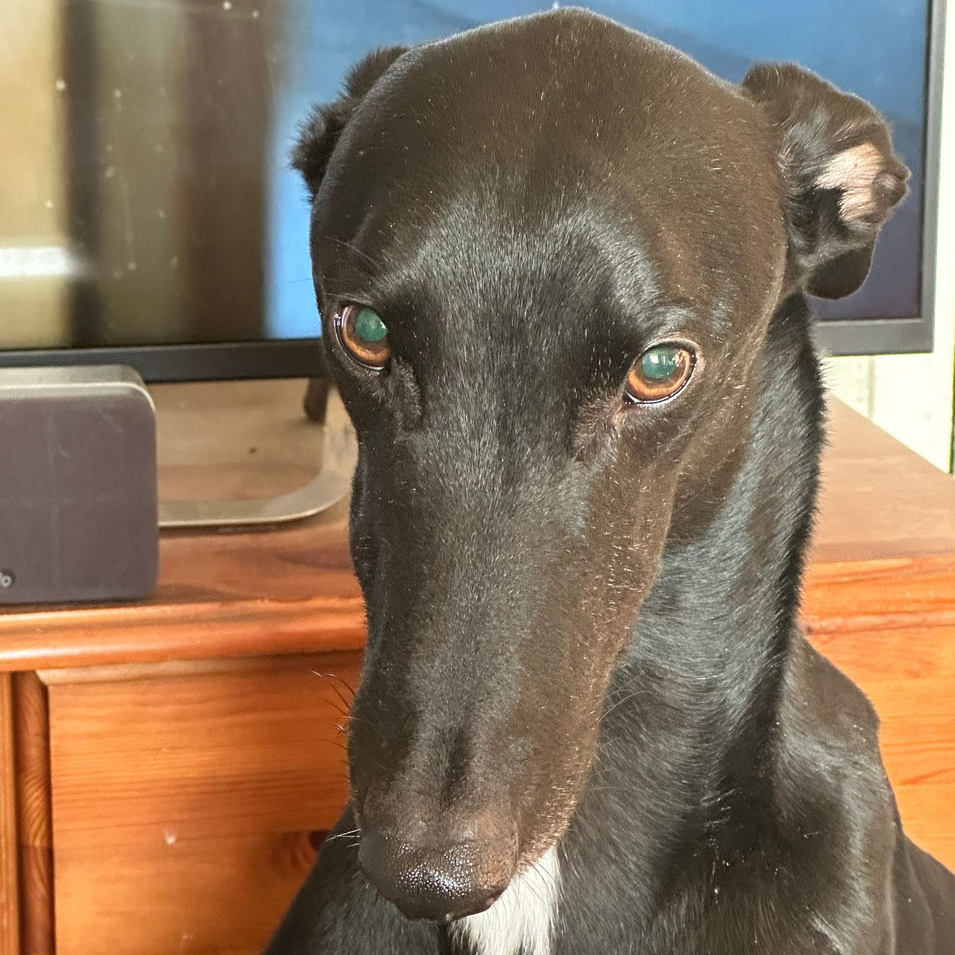 Black greyhound dog with long snout, staring forward, brown eyes, on a wood surface.