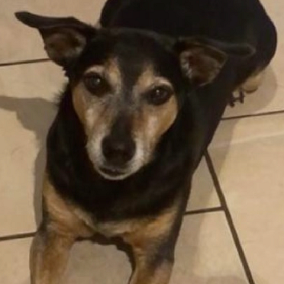 Black and tan dog looking directly at the camera with its ears perked up.