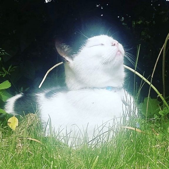 White and black cat basking in the sun, eyes closed, sitting in green grass.