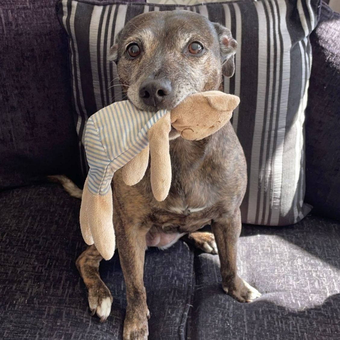 Brindle dog holding a stuffed bunny, sitting on a couch with a striped pillow.