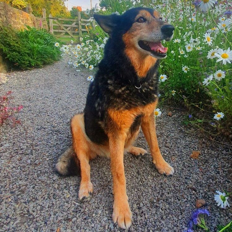 Dog sitting on a gravel path next to daisies, with a wooden gate and greenery in the background. 
