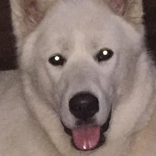 White dog with pink tongue, looking at camera.