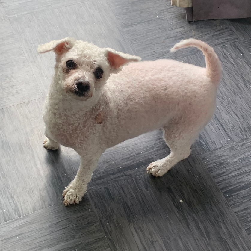 White dog with curly fur, standing on a gray floor.