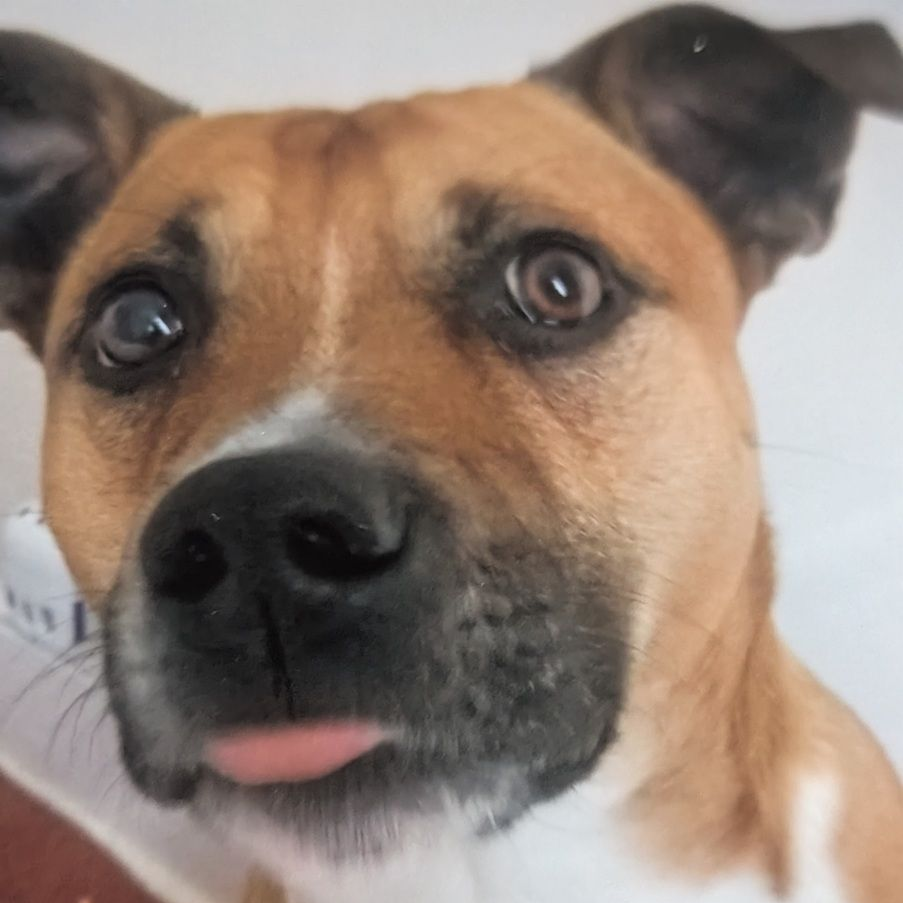 Brown and white dog with tongue sticking out, looking at the camera.