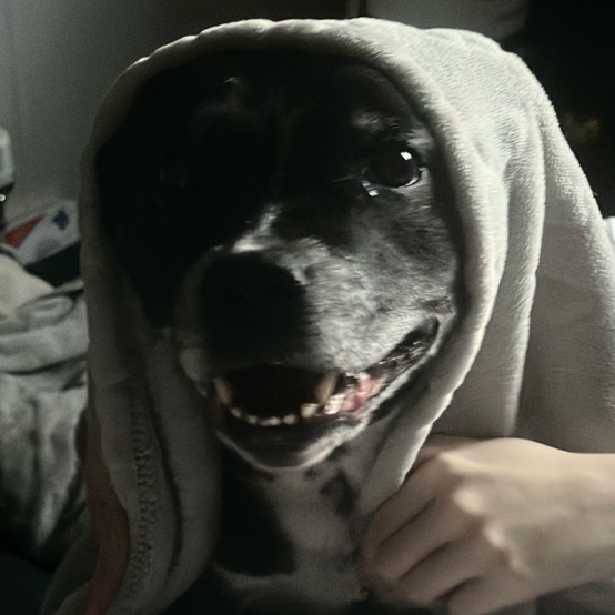 Dog wearing gray hoodie, smiling with teeth showing.