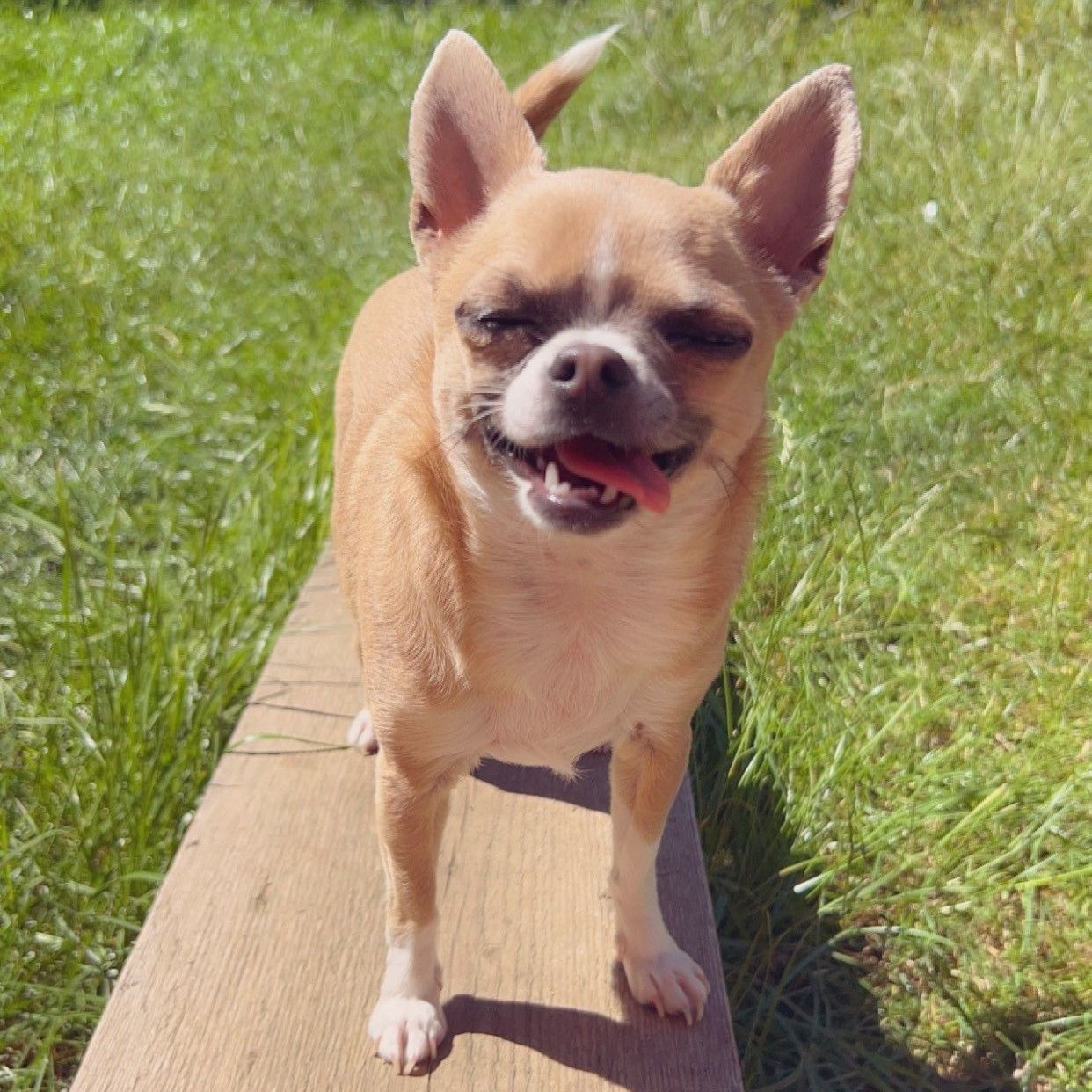 Tan Chihuahua standing on a wooden plank, smiling with tongue out, outdoors on grass.