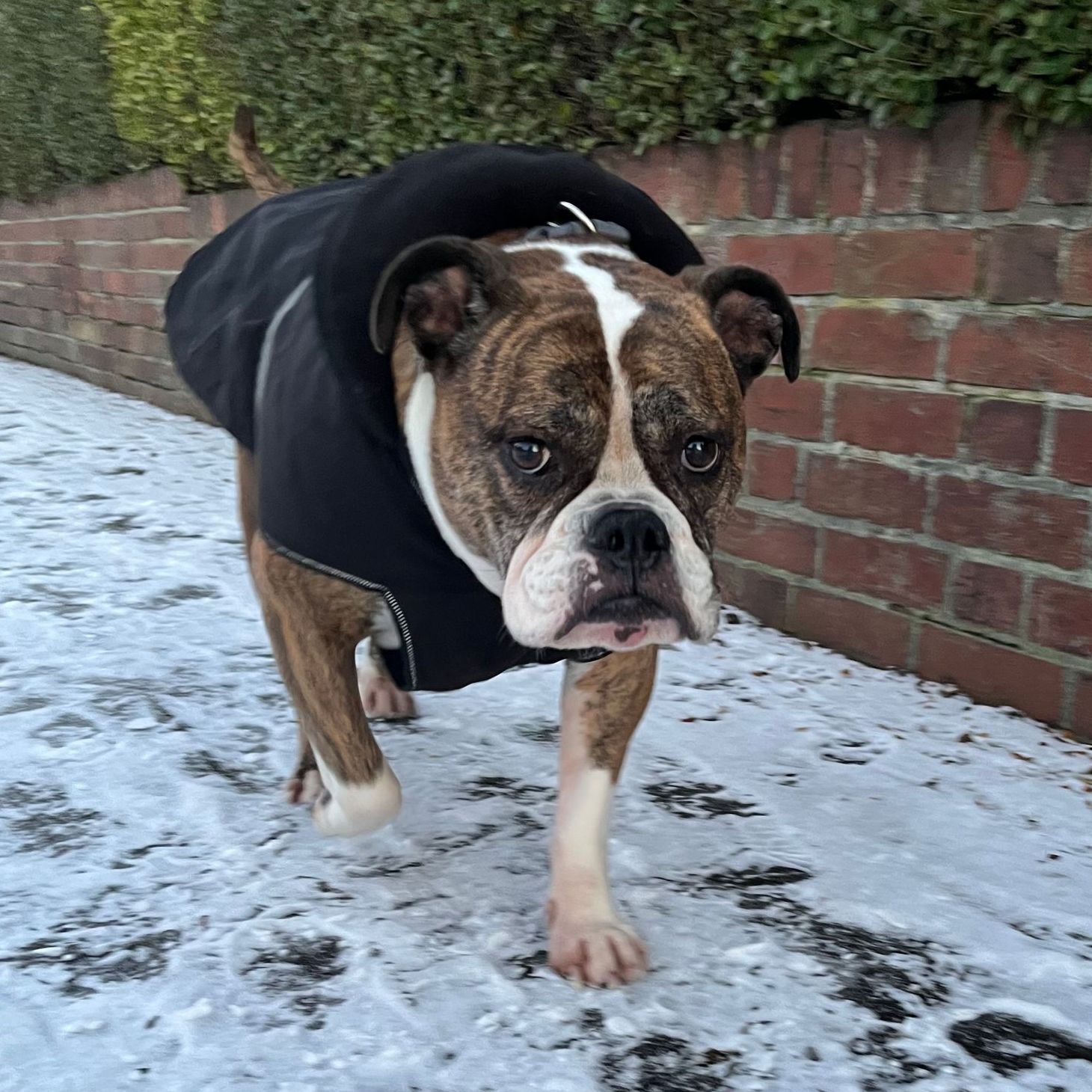 Bulldog wearing a black coat walks on a snowy path next to a brick wall.