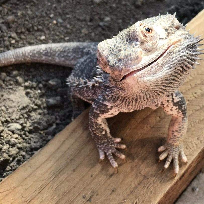 Bearded dragon lizard smiles on a wooden plank, set on gravel.