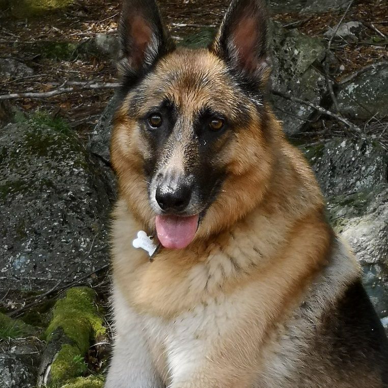 German Shepherd dog with a bone in its mouth, brown and black fur, sitting outside.