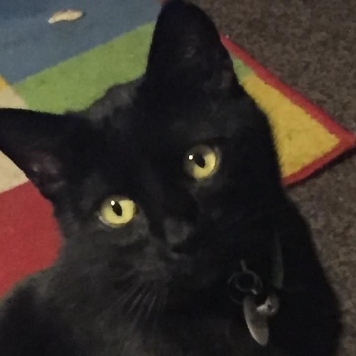 Black cat with yellow eyes, wearing a tag, looking towards the camera, sitting on a colorful rug.