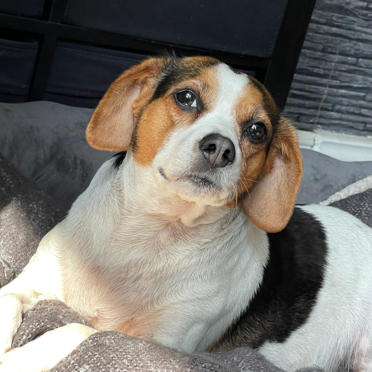 Tricolor beagle dog with floppy ears, looking at the viewer with a slightly tilted head.