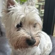 White West Highland White Terrier with a black nose, gazing towards the right.