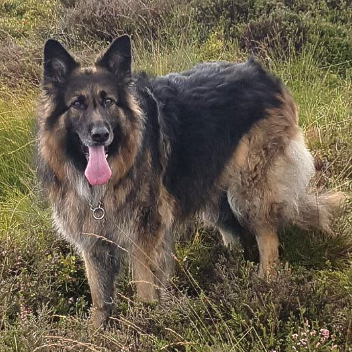 German Shepherd dog with long fur, panting, in field of grass and heather.