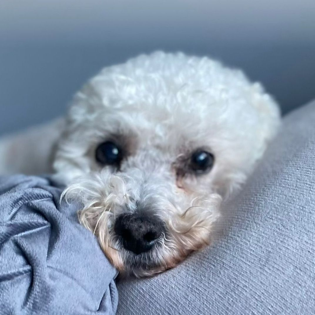 White fluffy dog resting head on gray fabric.