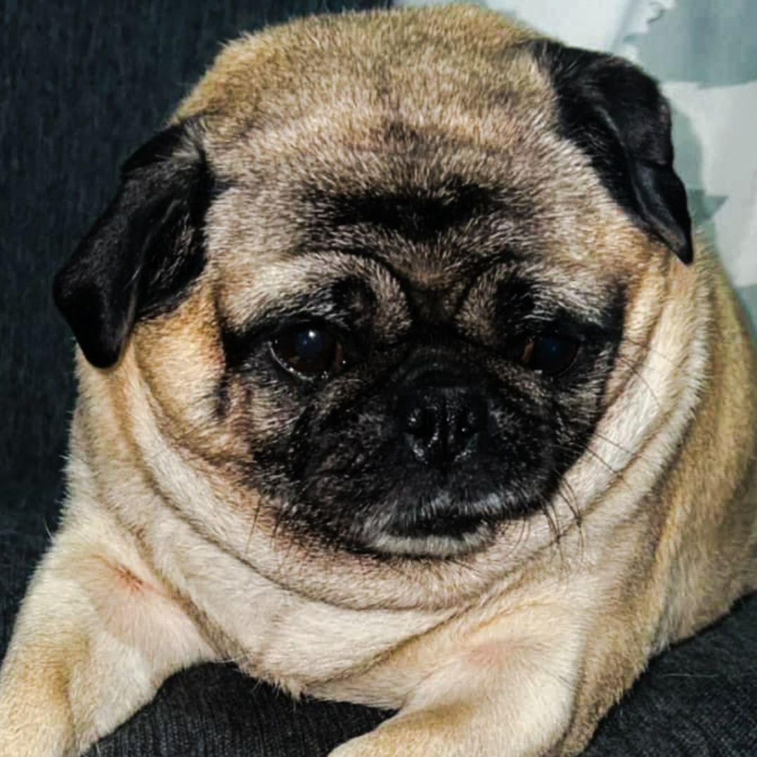 Tan and black pug dog with wrinkled face.