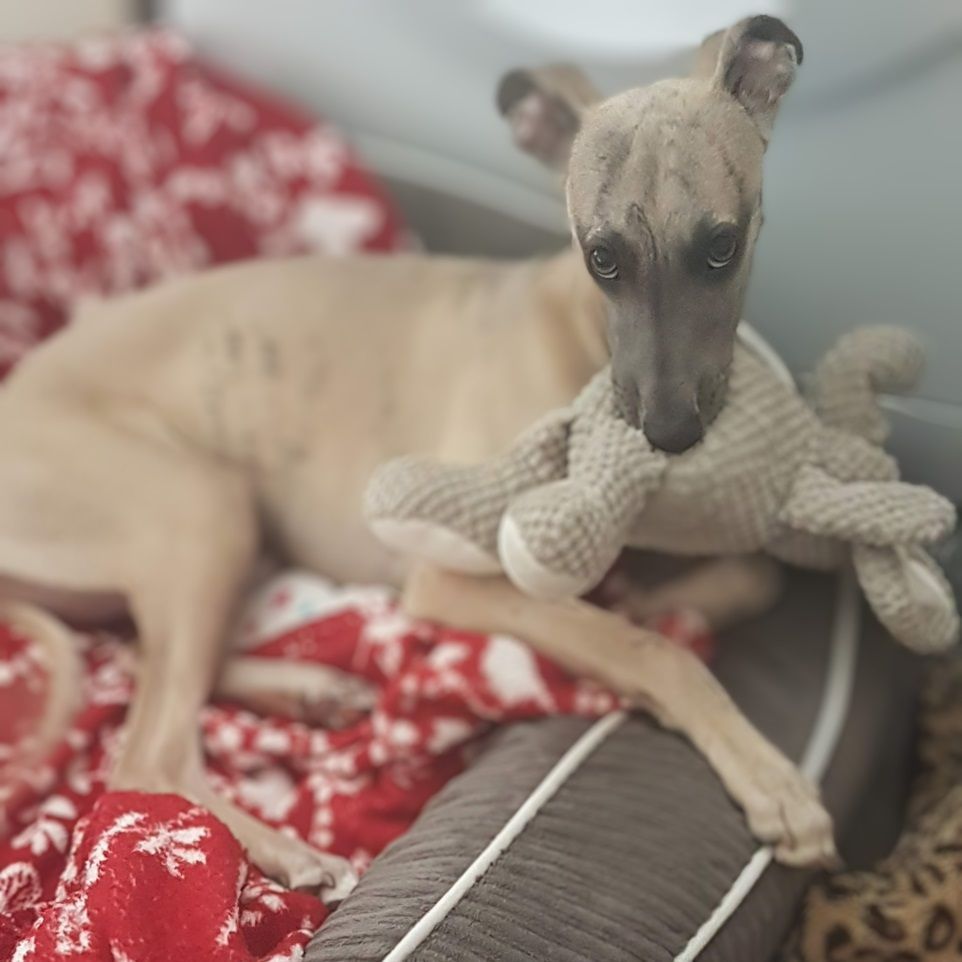 Tan whippet dog with gray face chews on a stuffed bunny while lying on a bed with a red blanket.