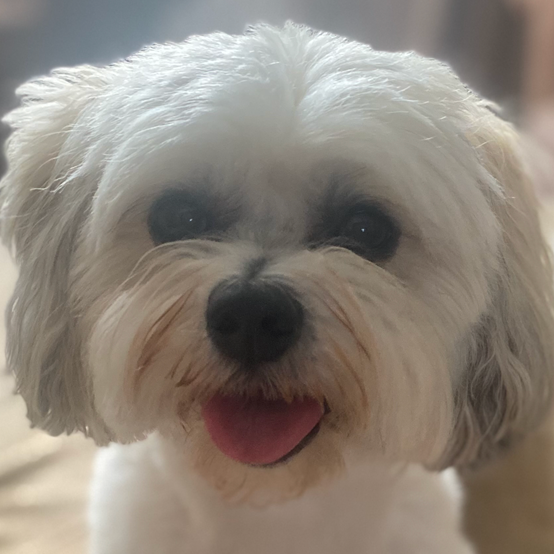 Close-up of small, white dog with a pink tongue sticking out, smiling.