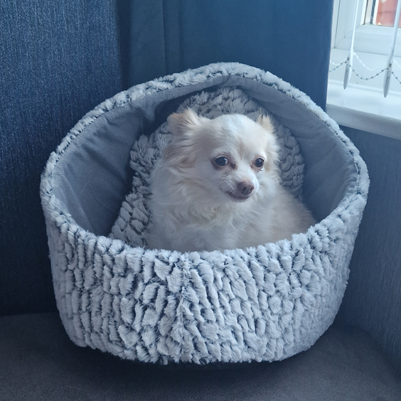 Small, white dog in a fuzzy gray bed.