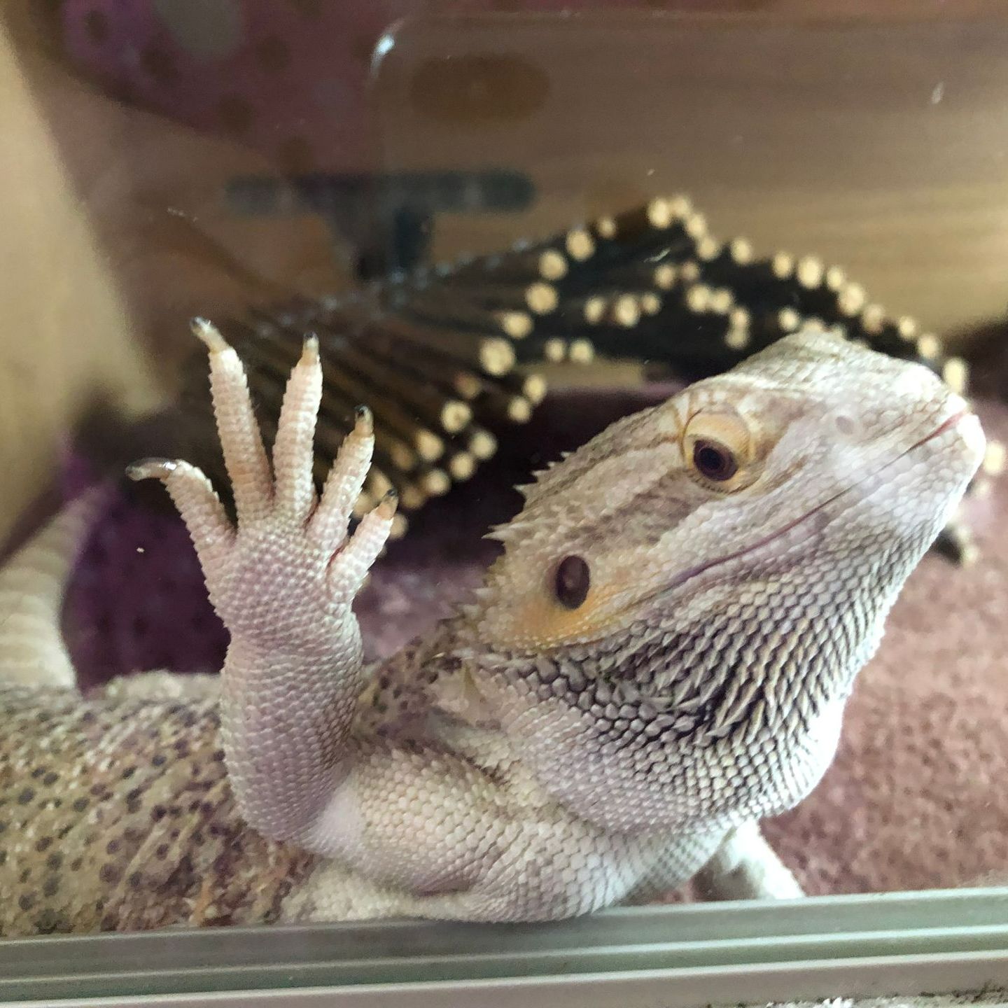 Bearded dragon with raised, waving paw, inside a glass terrarium.