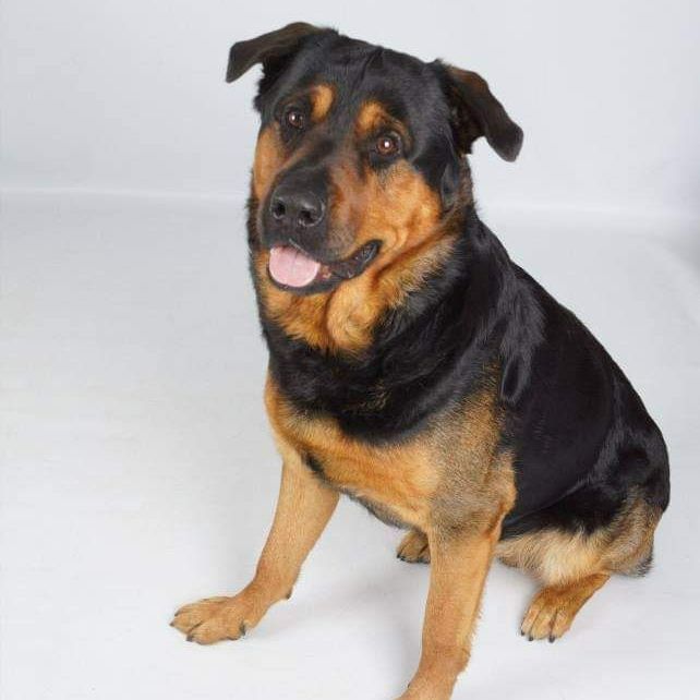 Black and tan dog sitting with its mouth open, light background.