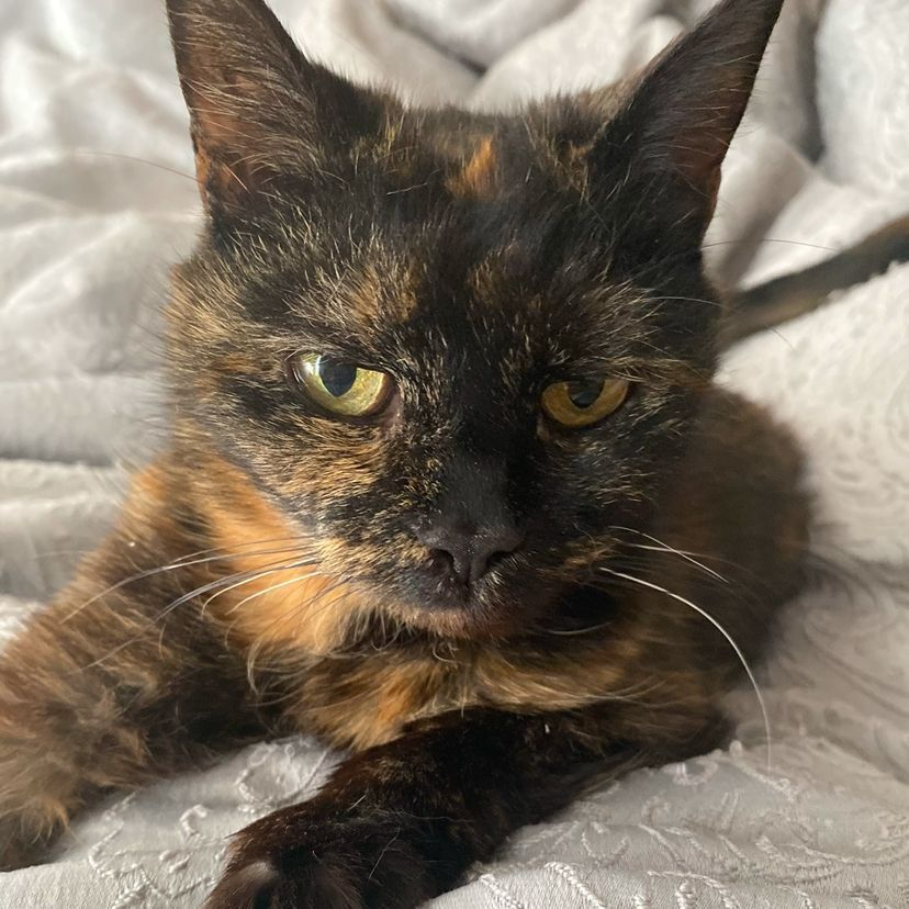 Tortoiseshell cat with intense stare, laying on a white blanket.