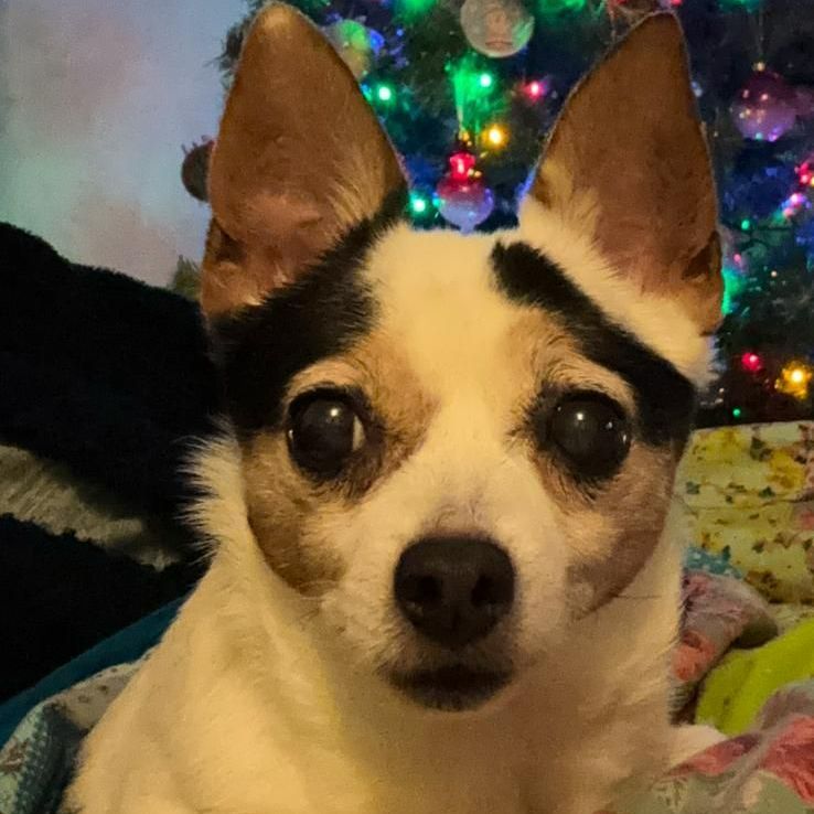 Small dog with white, black, and tan markings, looking at the camera with a confused expression.