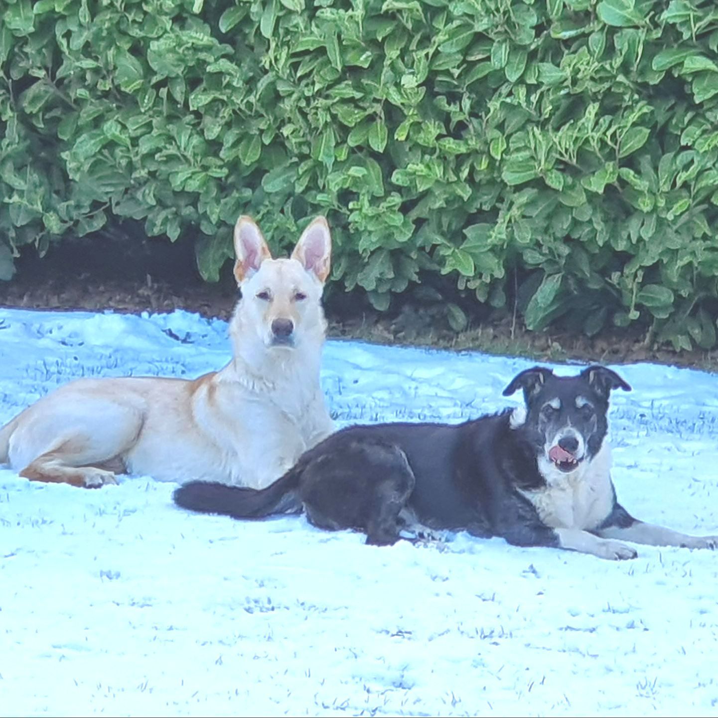 Two dogs lying side by side in a snowy setting; one cream-colored, one black and white, both looking at the camera.