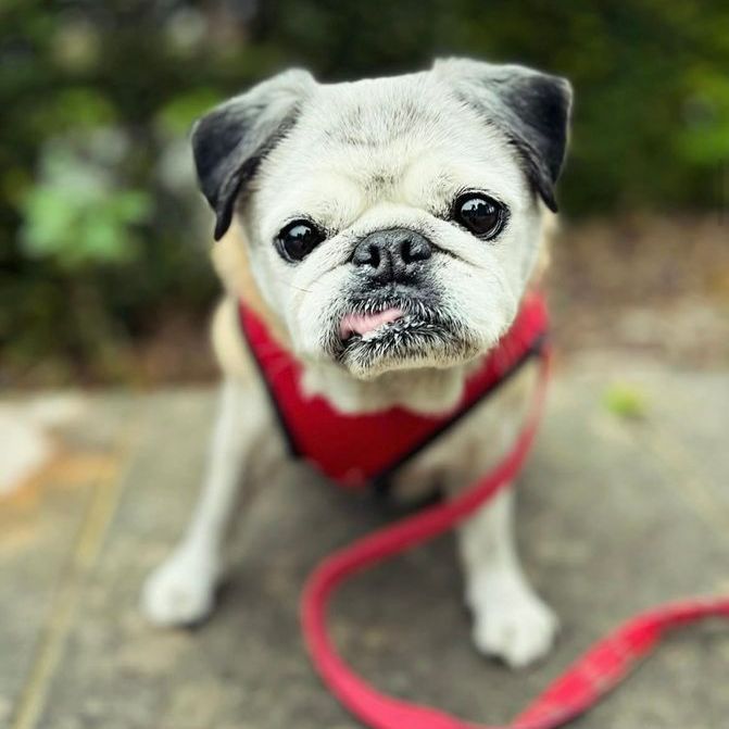 Pug dog wearing a red harness, sitting with tongue out, looking directly at the camera.