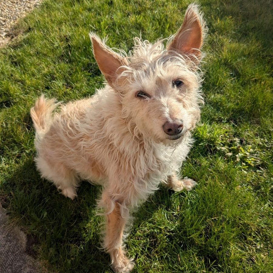 Tan, scruffy dog with perky ears sits on green grass, looking toward the camera.