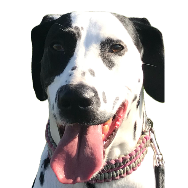 Dalmatian dog with black spots and tongue out, wearing a pink and grey collar.